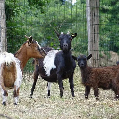 Dom wakacyjny Des Sabots *